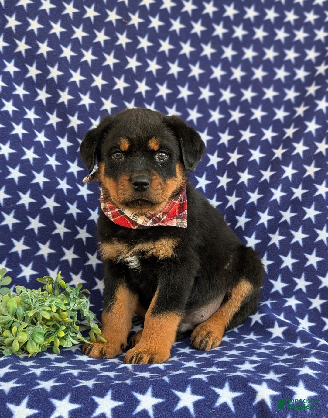 Rottweiler dogs for sale: Bryson - Ad 3
