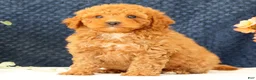 Cavapoo dogs for sale: Austin - Ad 8