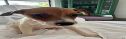 Rat Terrier dogs for sale: Rat Terrier 9 - Ad 1