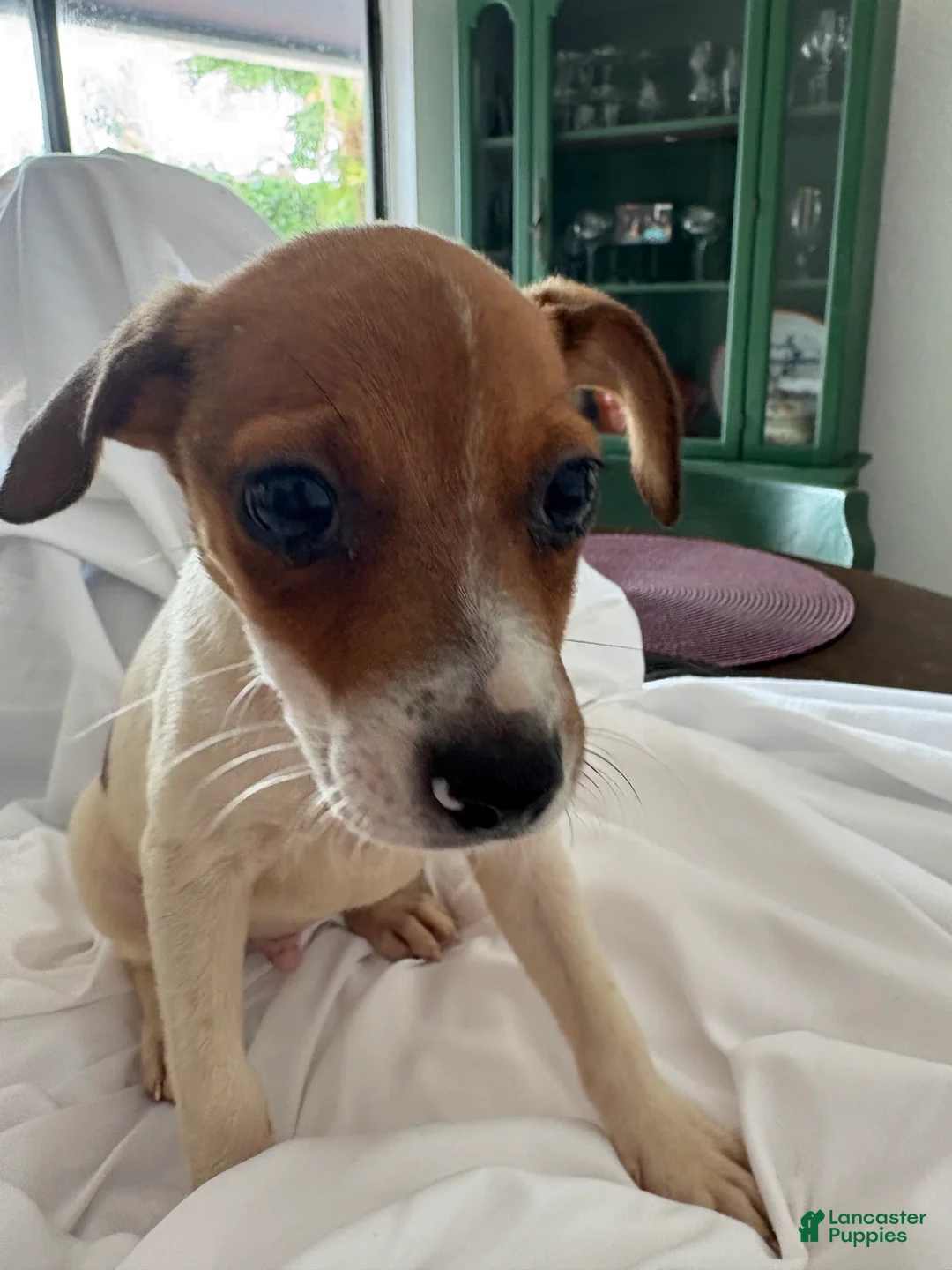 Rat Terrier dogs for sale: Rat Terrier 9 - Ad 1