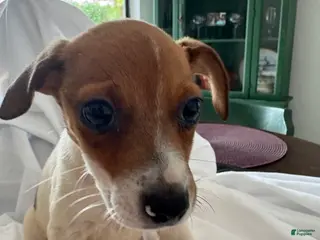 Rat Terrier dogs Rat Terrier 9 - Ad 1