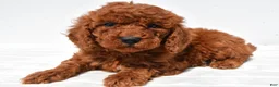 Mini Goldendoodle dogs for sale: Bimbo - Ad 6