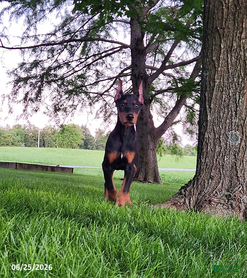 Doberman Pinscher dogs Goose - Ad 13