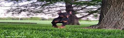Doberman Pinscher dogs for sale: Goose - Ad 1
