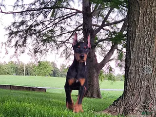 Doberman Pinscher dogs Goose - Ad 10