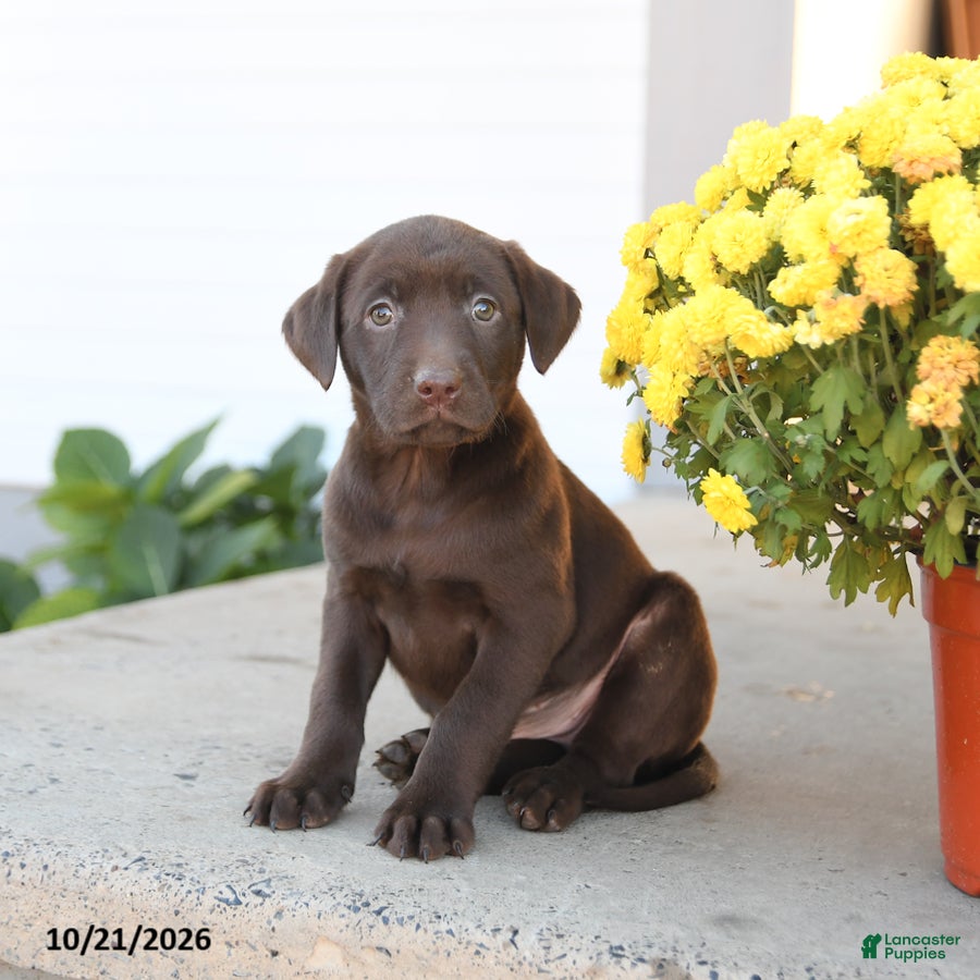 Labrador Retriever dogs for sale: Layla - Ad 1