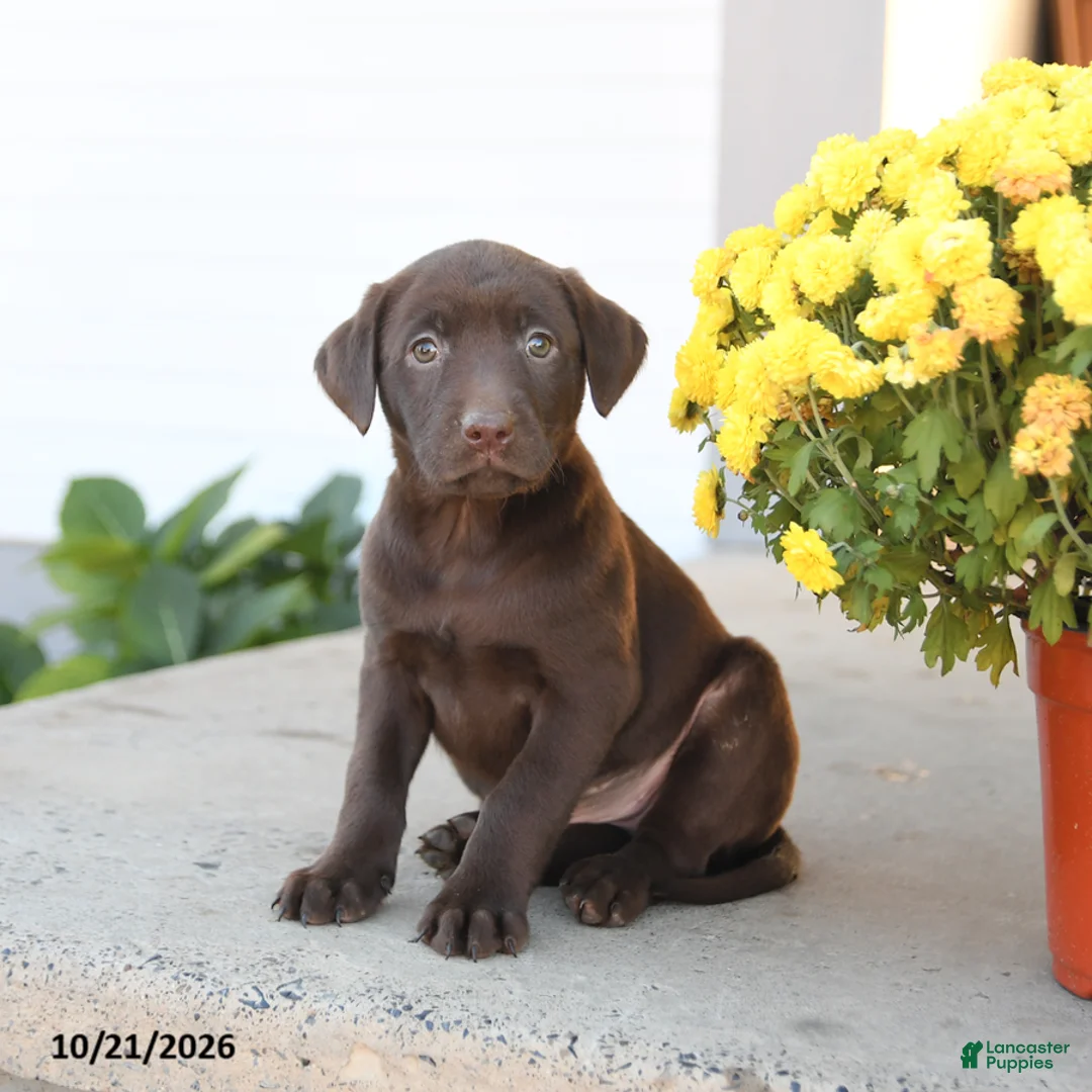 Labrador Retriever dogs for sale: Layla - Ad 1