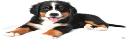 Bernese Mountain Dog dogs for sale: Patsy - Ad 7