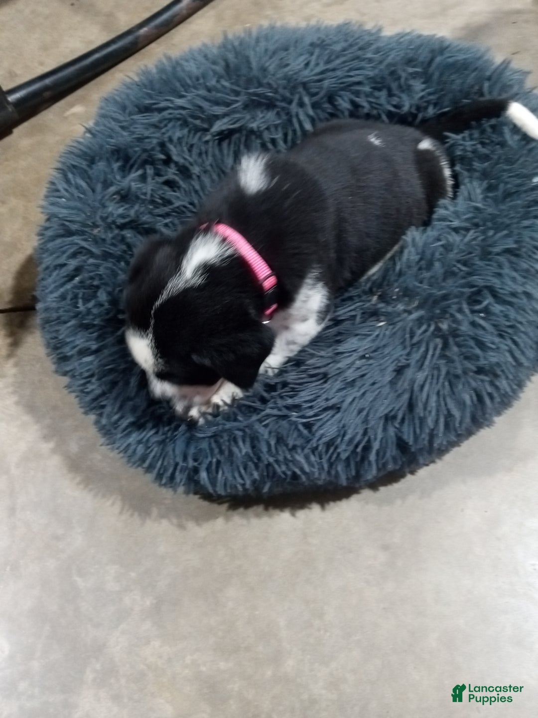 Mixed Breed dogs for sale: Belle - Ad 5