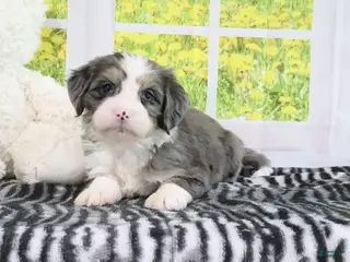 Mini Bernedoodle dogs for sale: Rose - Ad 2