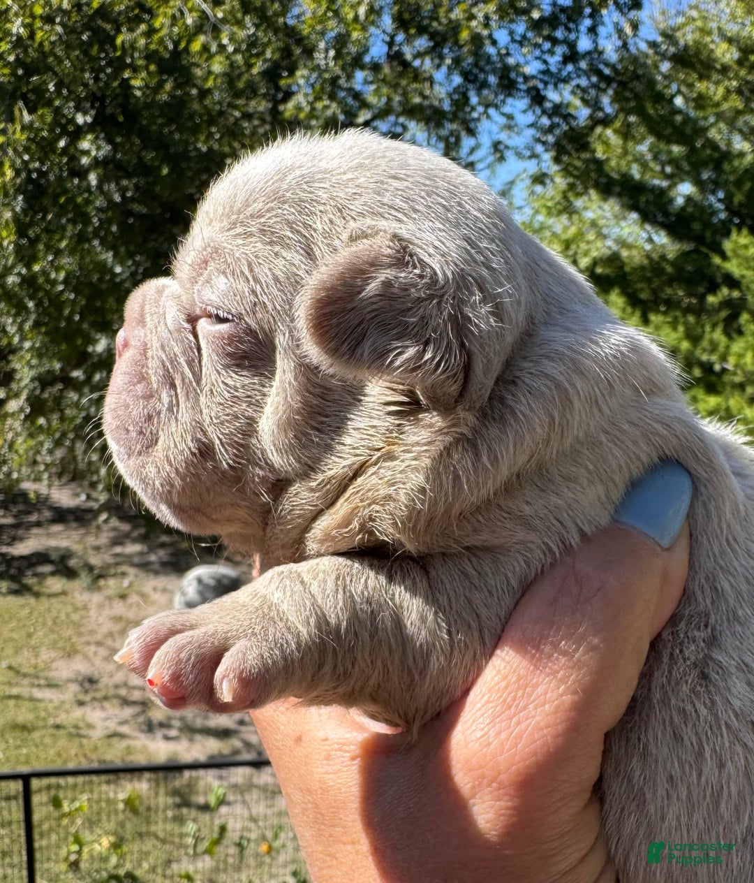 French Bulldog dogs for sale: French Bulldog Puppy 1 - Ad 4