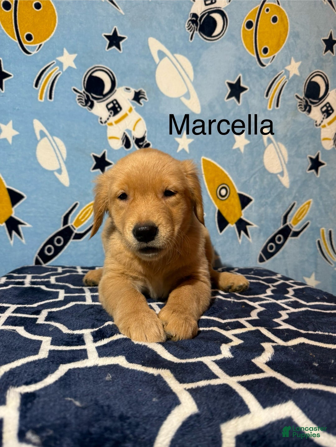 Golden Retriever dogs for sale: Marcella  - Ad 1