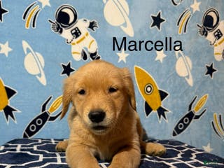 Golden Retriever dogs Marcella - Ad 17