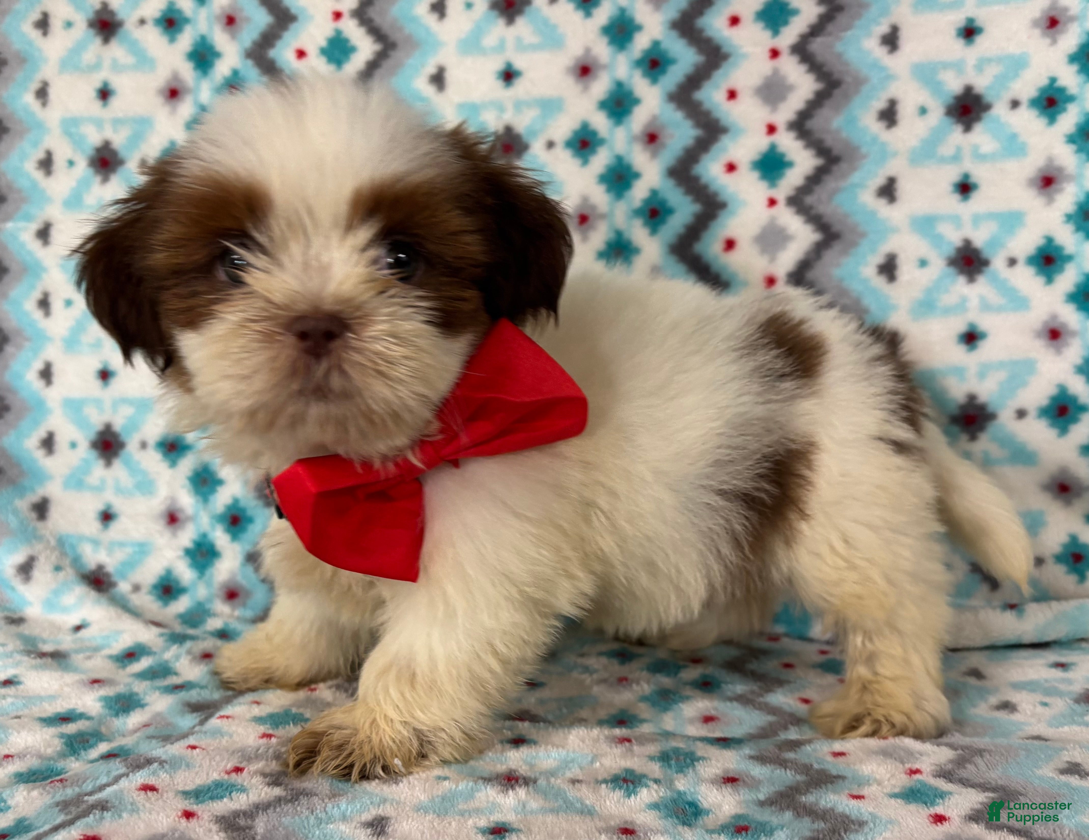 Shih Tzu dogs Shih Tzu 4 - Ad 1