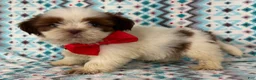 Shih Tzu dogs for sale: Shih Tzu 4 - Ad 1