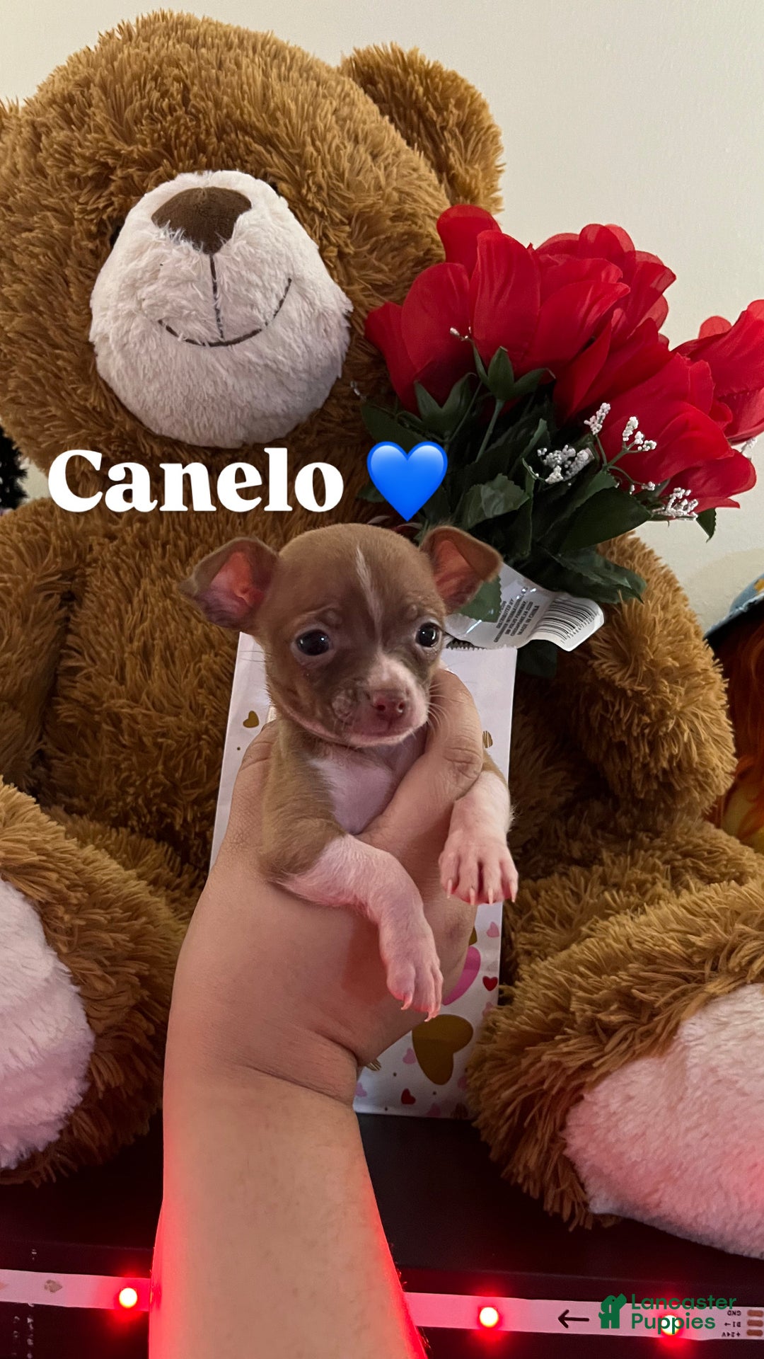 Chihuahua dogs for sale: Luna and canelo  - Ad 4