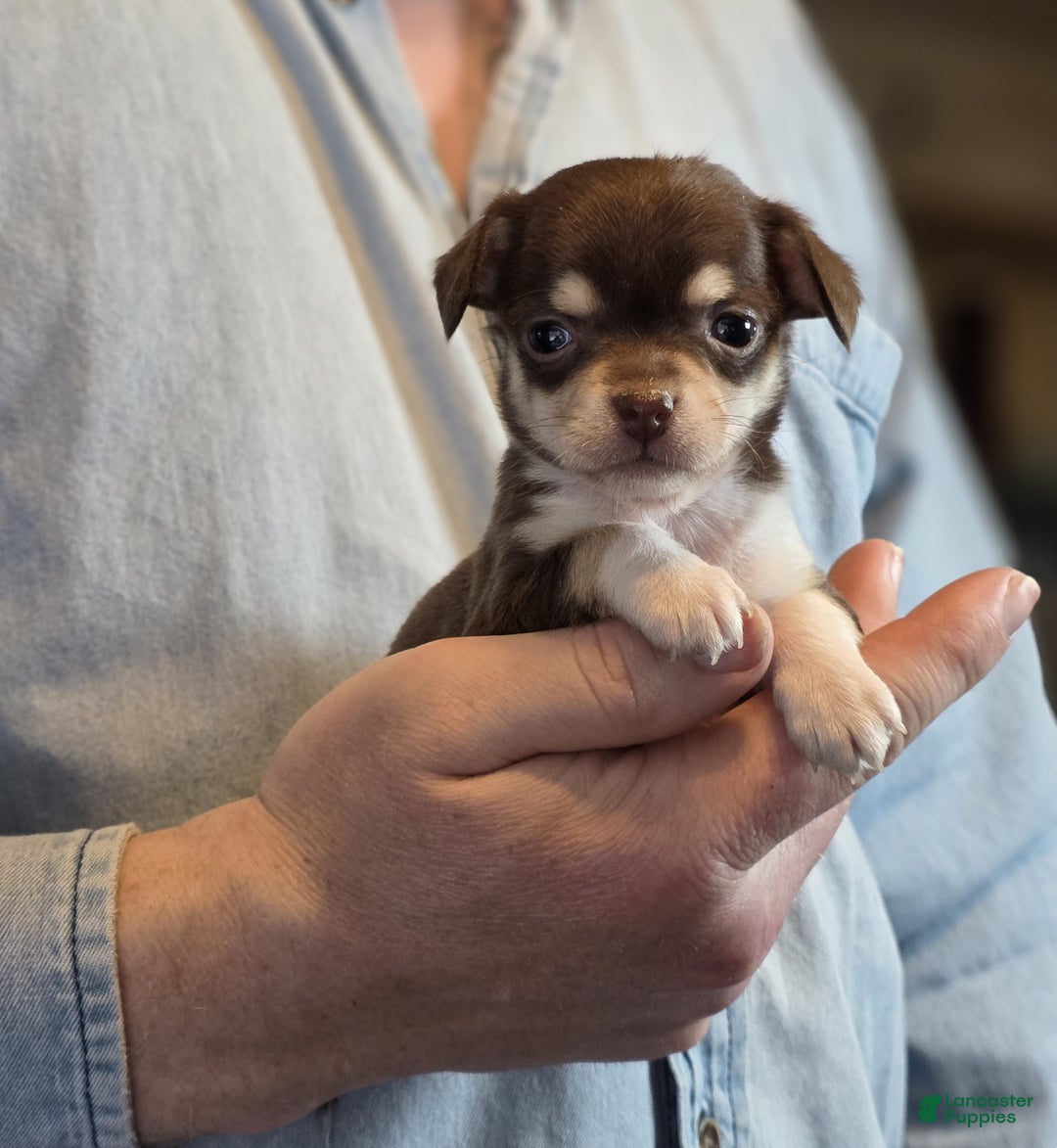 Chihuahua dogs for sale: Dark Choco Nugget - Ad 6