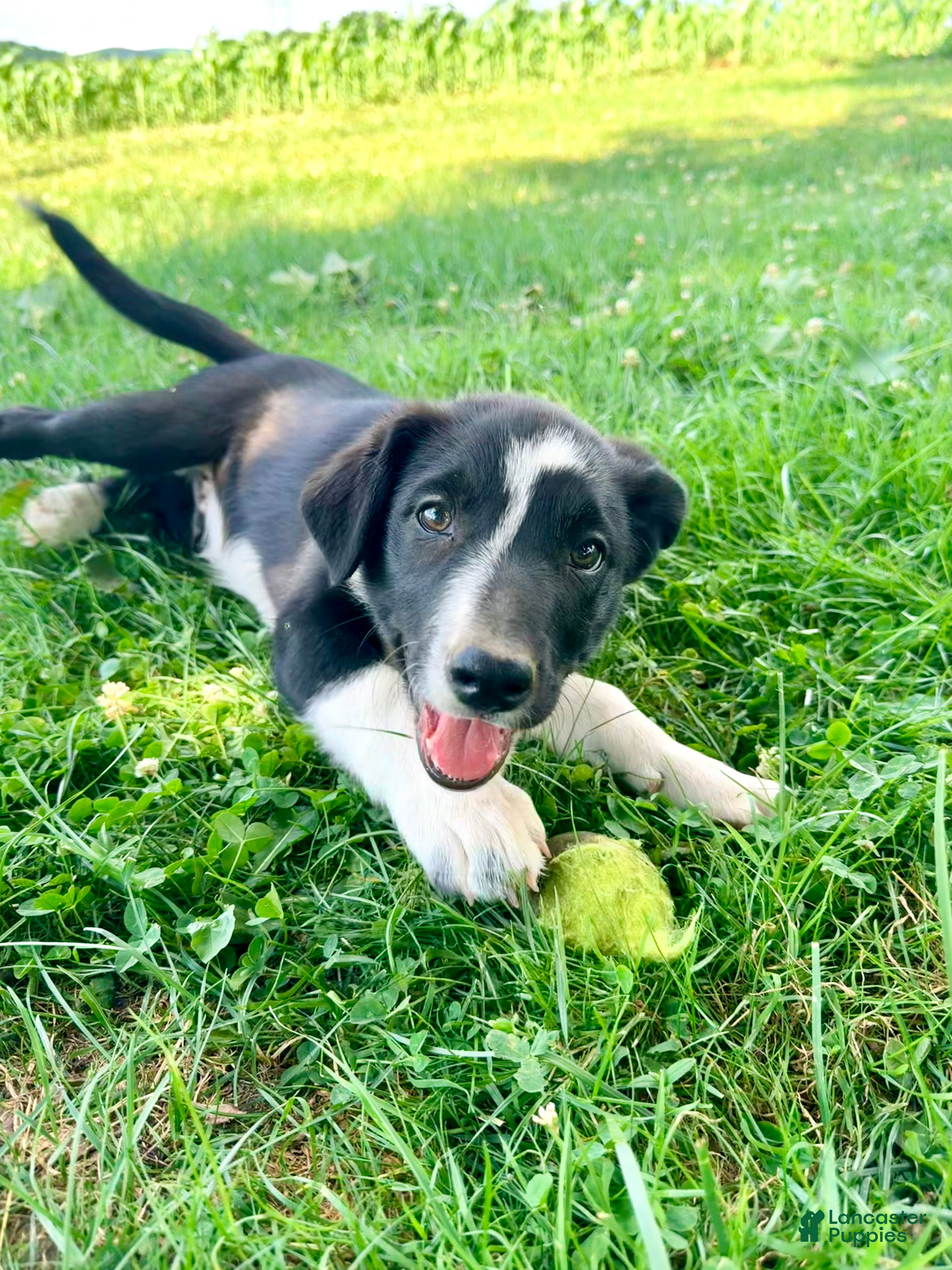 Border Collie dogs Scout - Ad 2