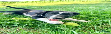Scout