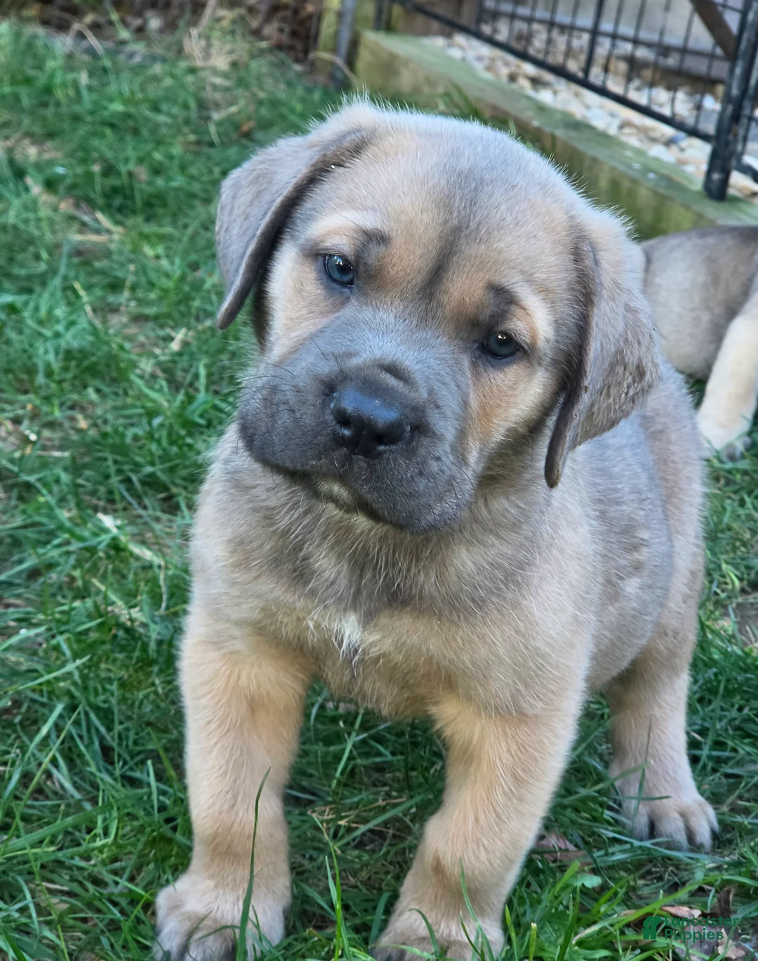 Cane Corso dogs for sale: Zeus - Ad 1