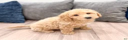 Miniature Labradoodle dogs for sale: Kierra - Ad 3