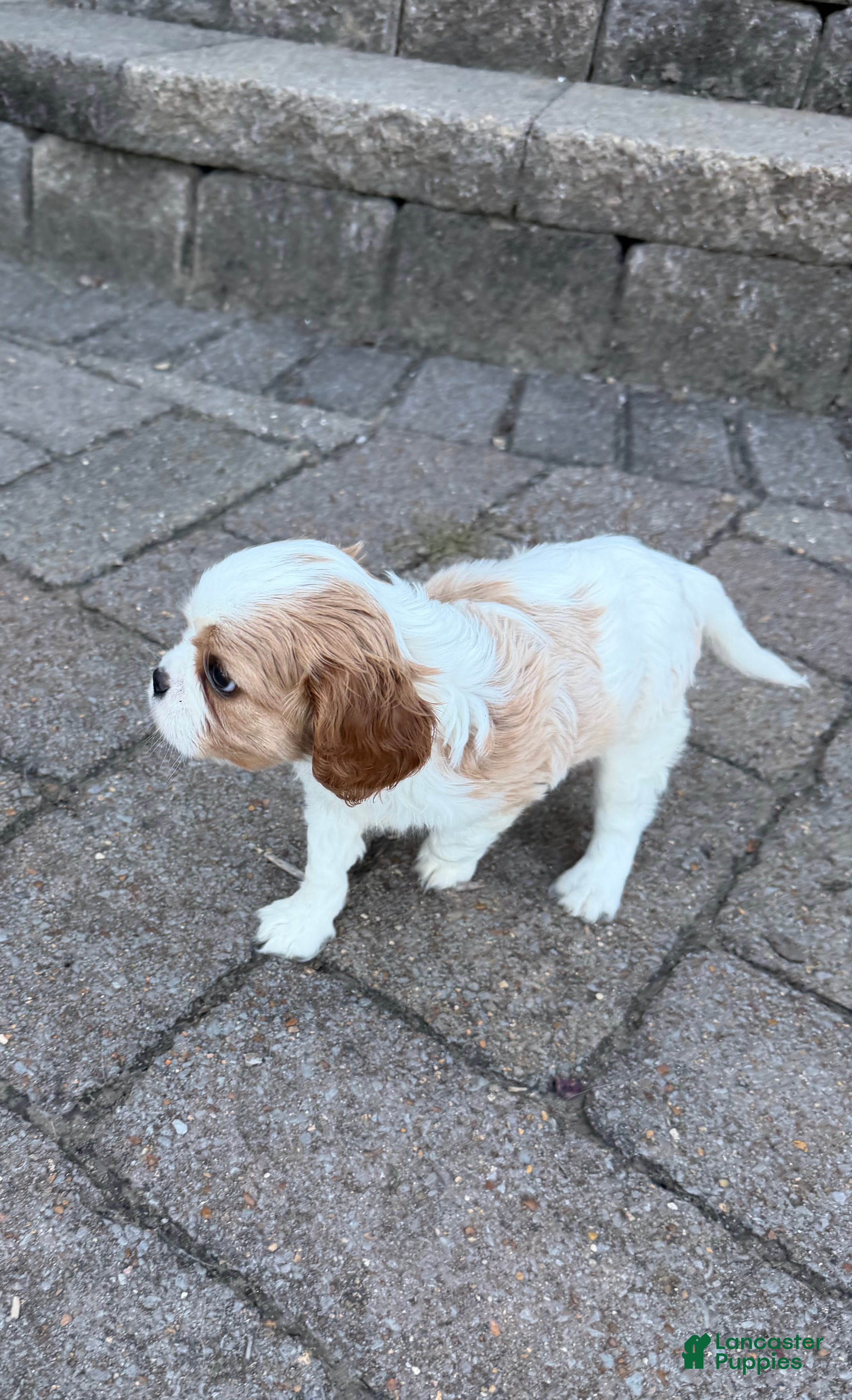 Cavalier King Charles Spaniel dogs Marcy - Ad 1
