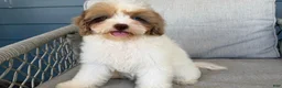Cavapoo dogs for sale: Patty - Ad 3