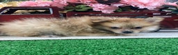 Pomeranian dogs for sale: Paddy - Ad 3