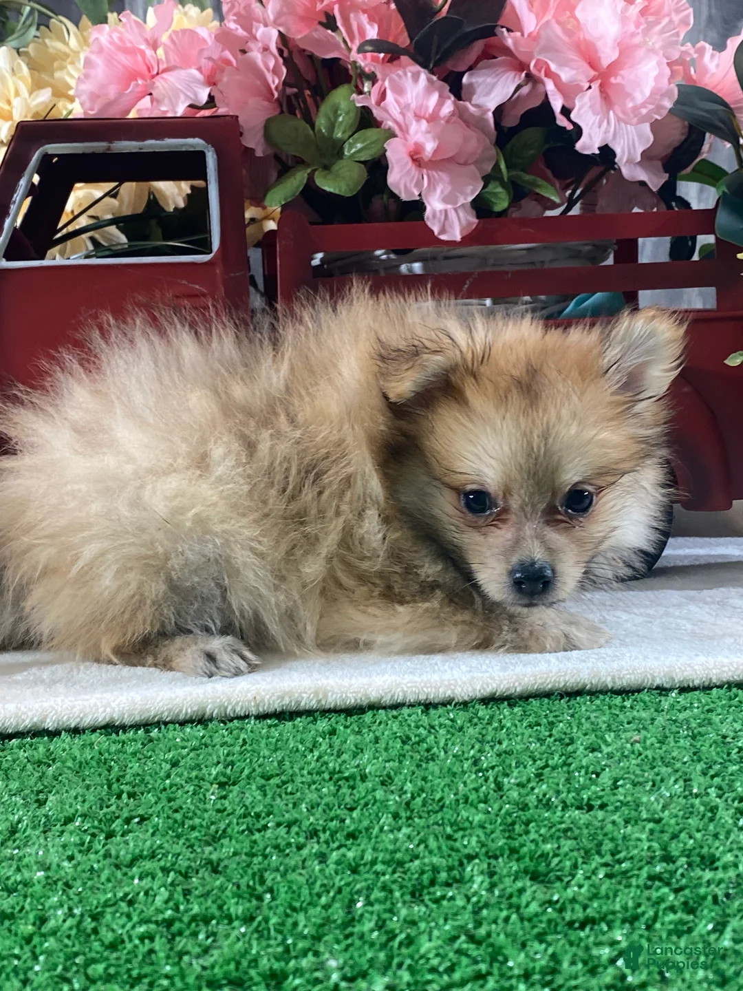 Pomeranian dogs for sale: Paddy - Ad 2
