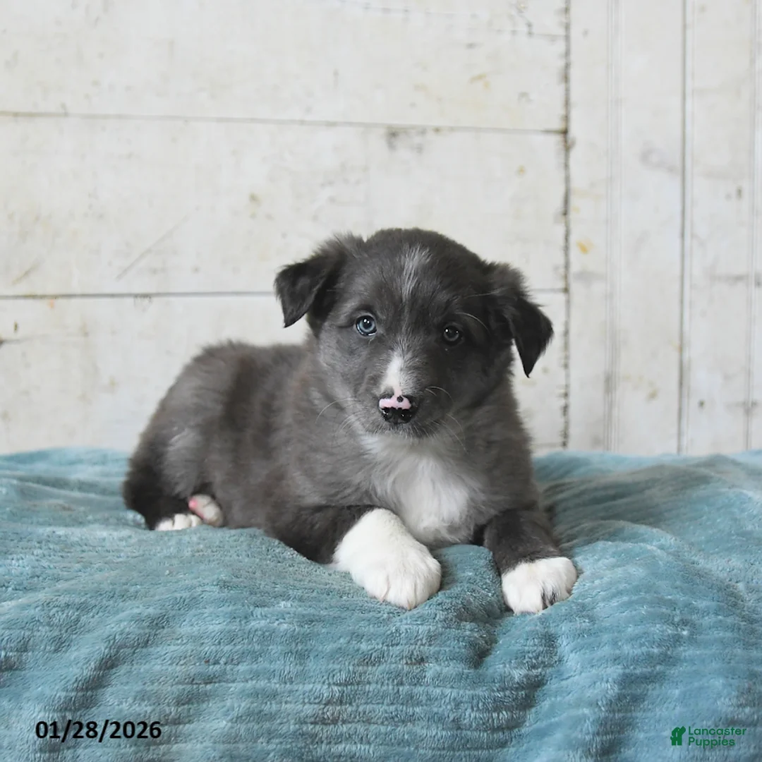 Border Collie dogs for sale: Fern - Ad 2