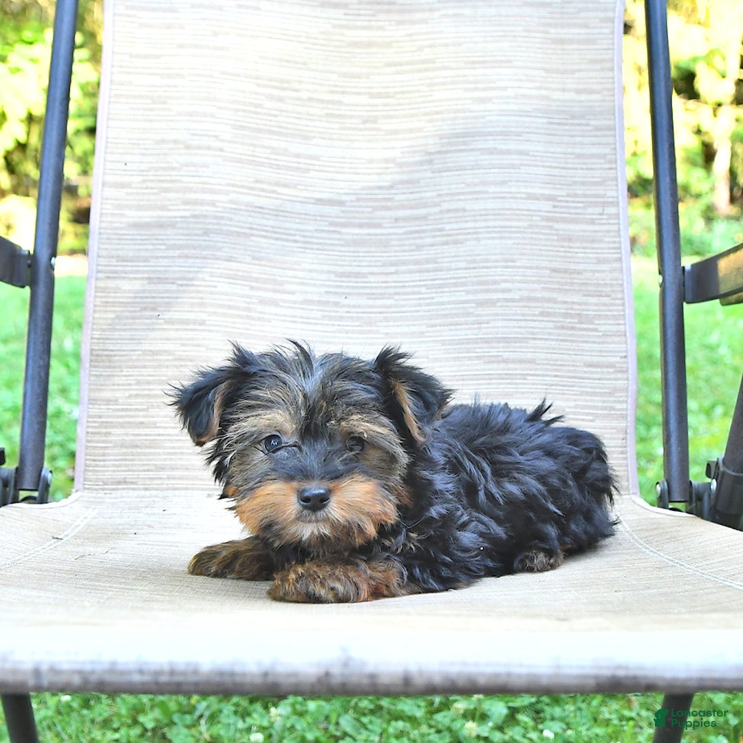 Yorkshire Terrier dogs for sale: Debbie - Ad 3