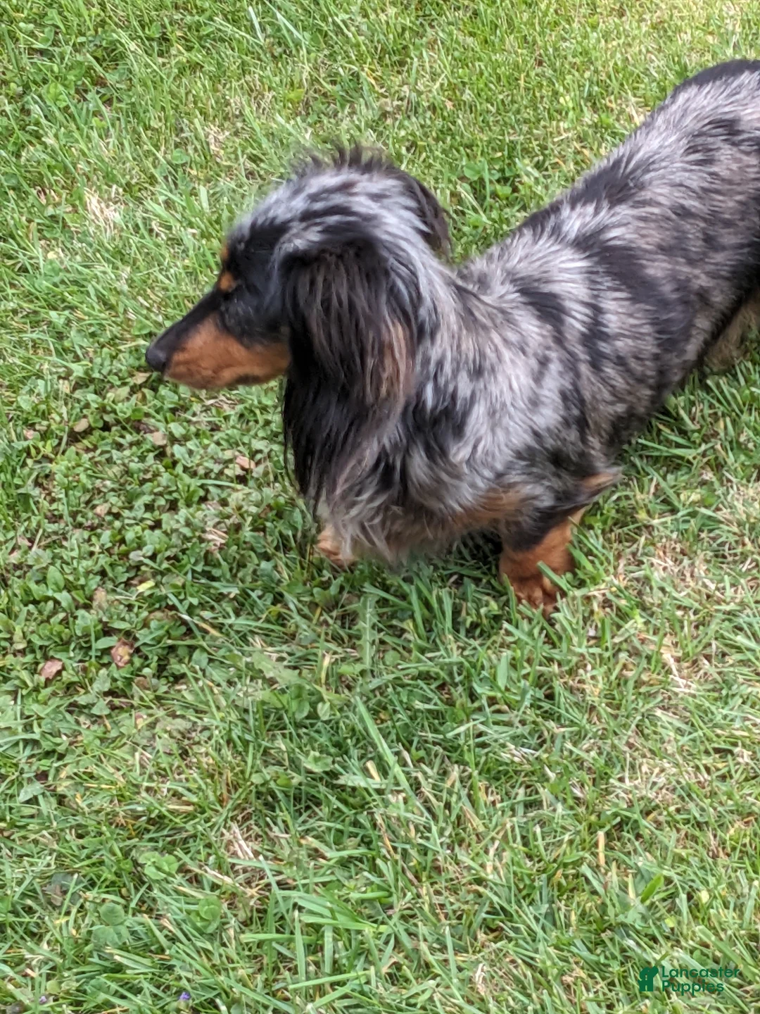 Miniature Dachshund dogs for sale: Brave Heart  - Ad 10