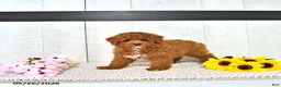 Miniature Poodle dogs for sale: Kaiden - Ad 5