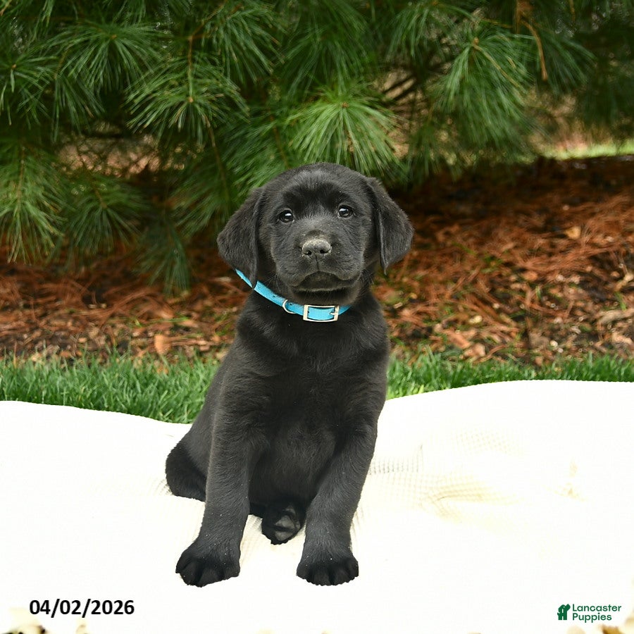 Labrador Retriever dogs Bree - Ad 2