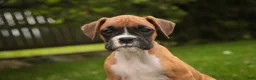 Boxer dogs for sale: Gemma - Ad 5