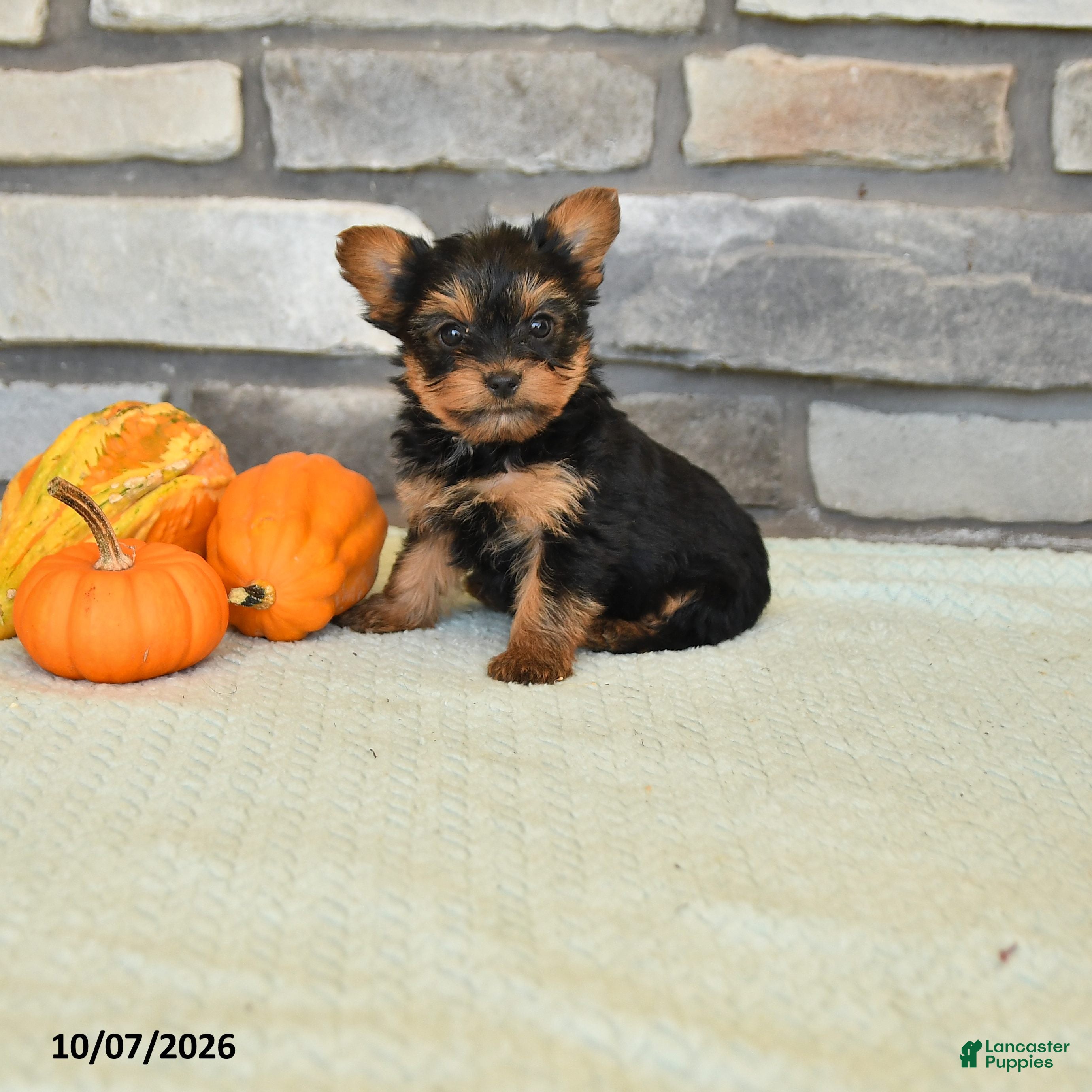 Natalie (Yorkshire Terrier, Female) in Madisonburg, PA