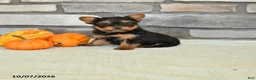 Yorkshire Terrier dogs for sale: Natalie - Ad 1