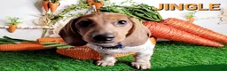 Miniature Dachshund dogs for sale: Jingle Miniature Dachshund Puppy 1 - Ad 19