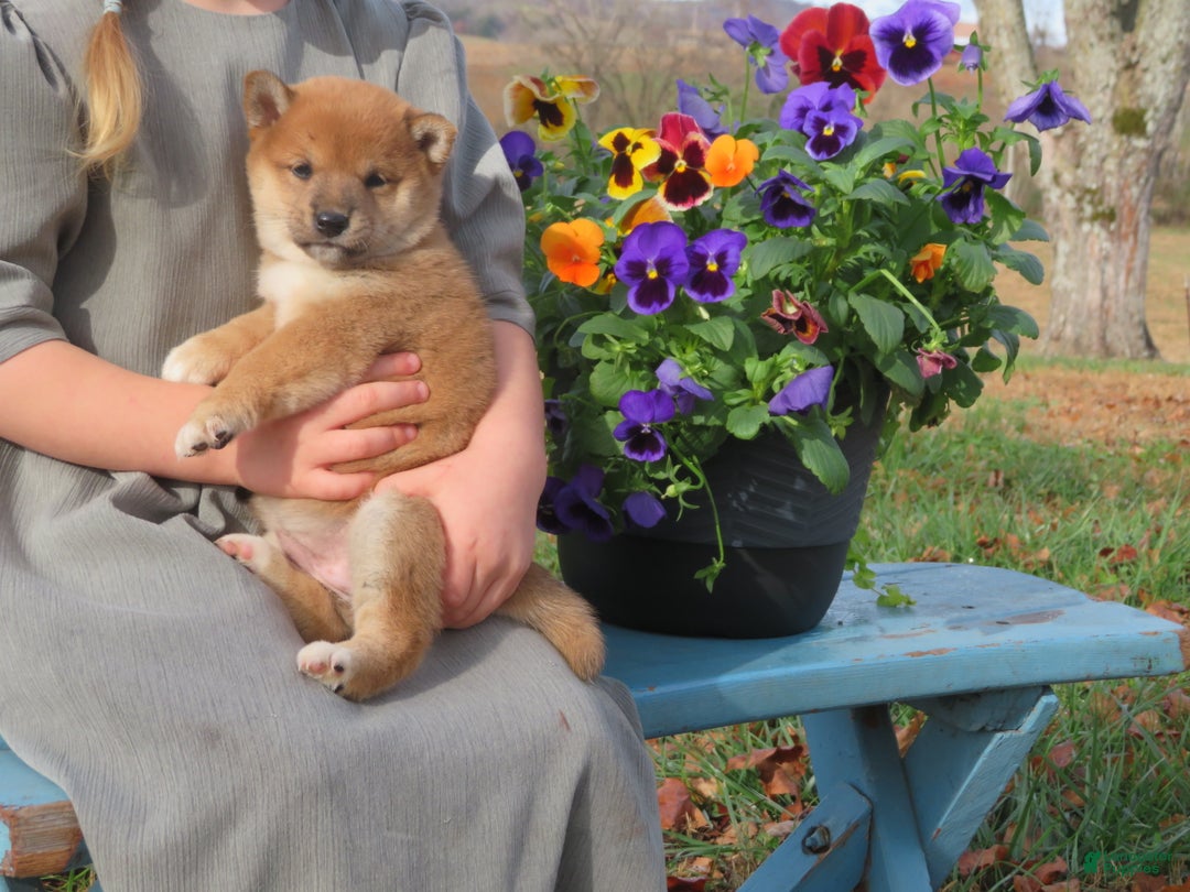 Shiba Inu dogs for sale: Shiba Inu Puppy 5 Tracy - Ad 2