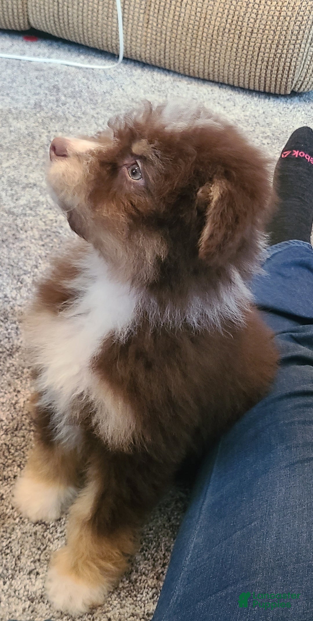 Aussiedoodle dogs for sale: Aussiedoodle Puppy 2 - Ad 2