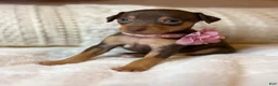 Miniature Pinscher dogs for sale: Sweetheart 🩷 - Ad 1