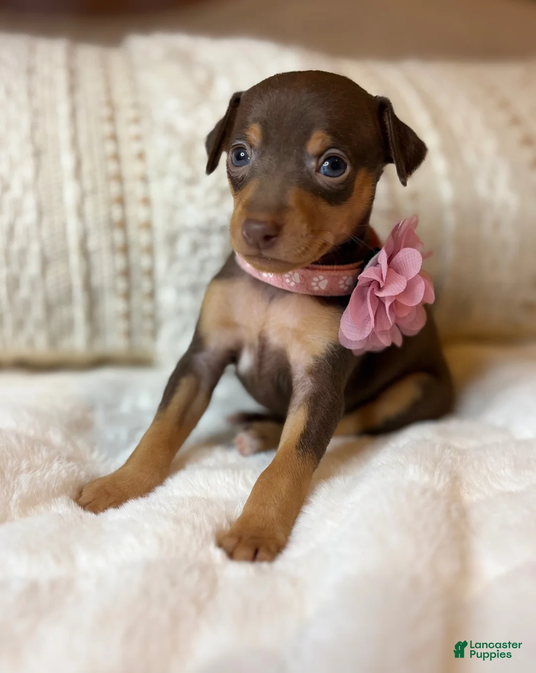 Miniature Pinscher dogs for sale: Sweetheart 🩷 - Ad 1
