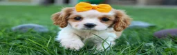 Cavalier King Charles Spaniel dogs for sale:  Nova🎀 - Ad 7