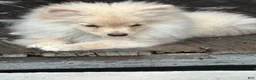 Pomeranian dogs for sale: Simon - Ad 3