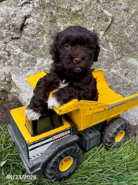 Havanese dogs Jasper - Ad 1