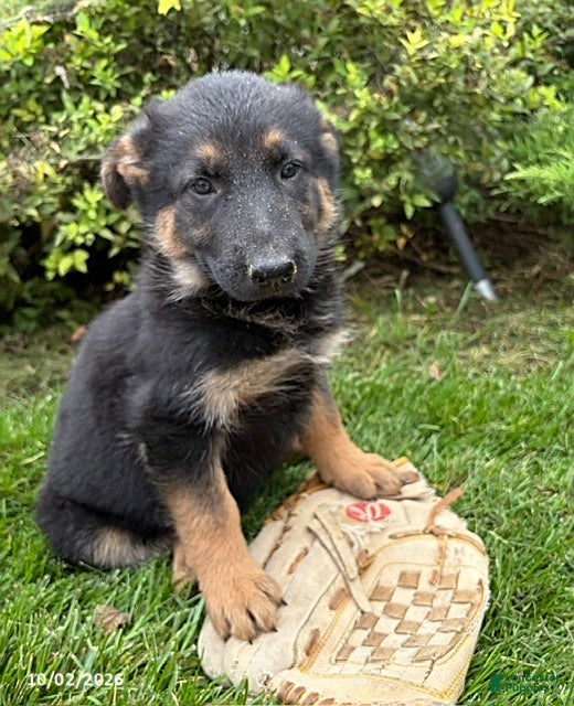 German Shepherd dogs Dakota - Ad 1