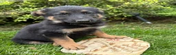 German Shepherd dogs for sale: Dakota - Ad 1