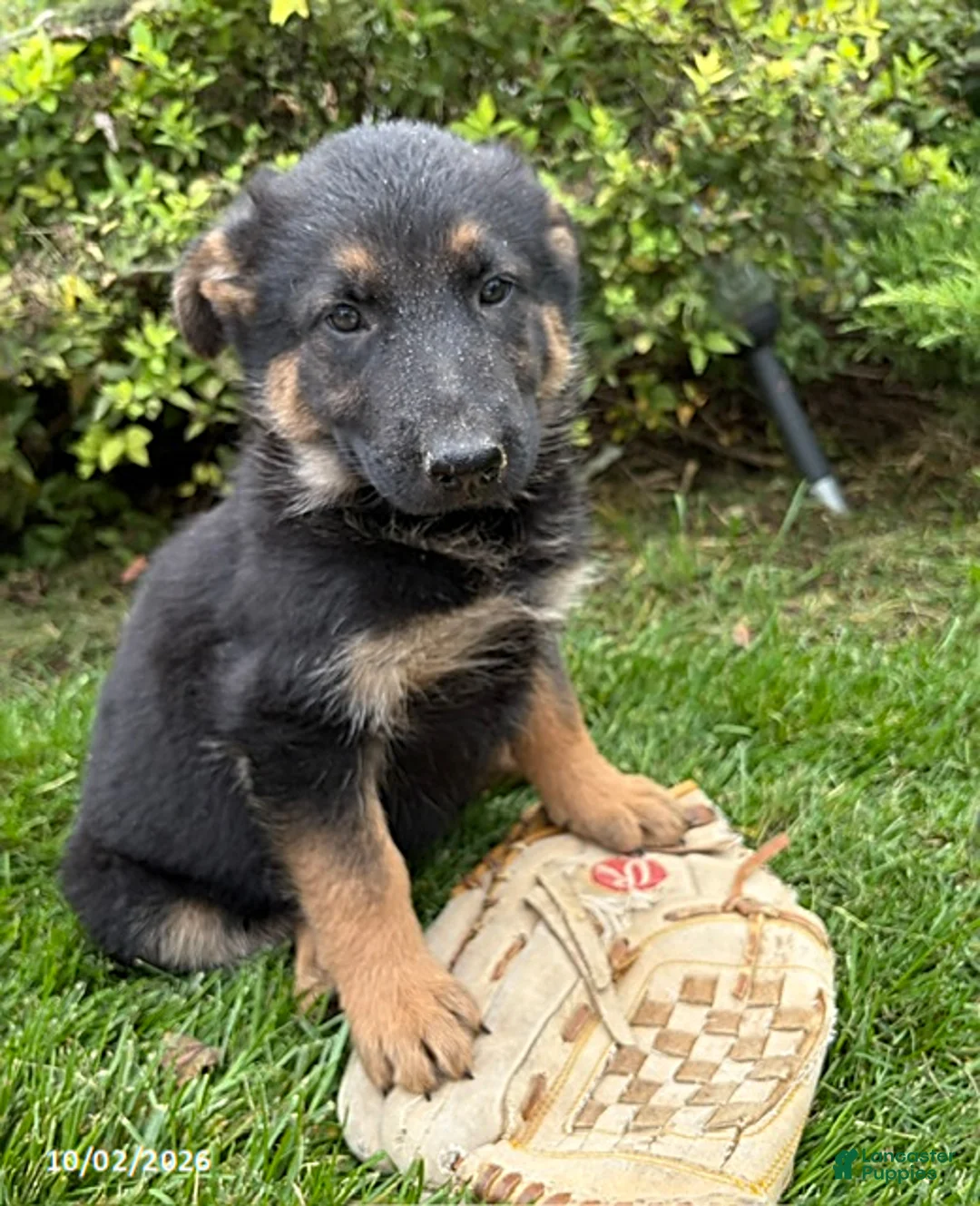 German Shepherd dogs for sale: Dakota - Ad 1