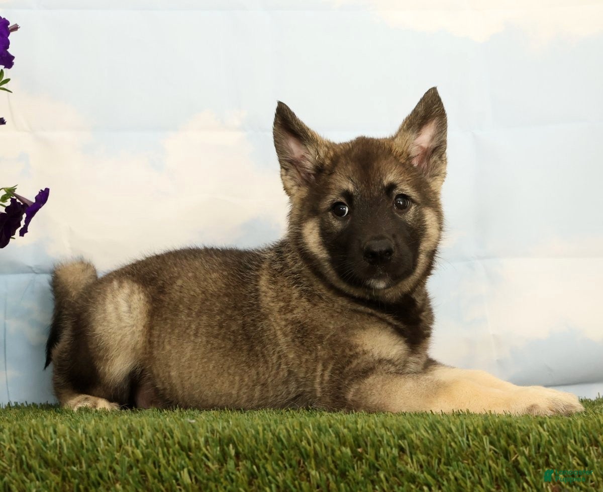 Mixed Breed dogs Kayson - Ad 2