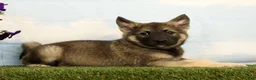 Mixed Breed dogs for sale: Kayson - Ad 2